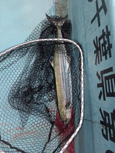 サワラの釣果