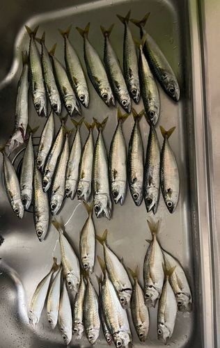 下田港（伊豆半島）