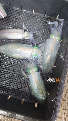 伊予灘