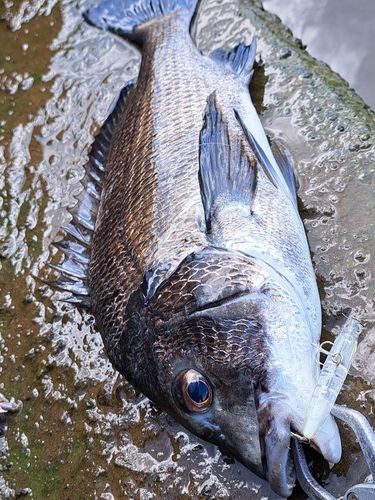 チヌの釣果