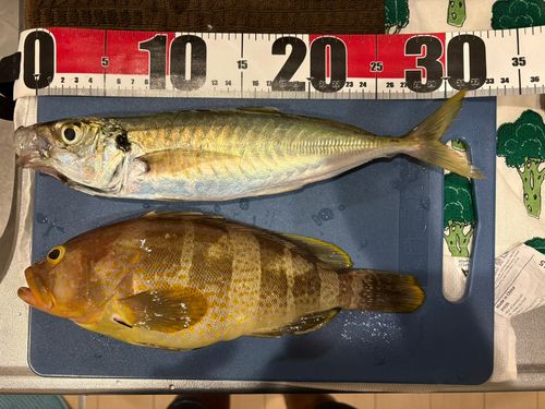 アオハタの釣果