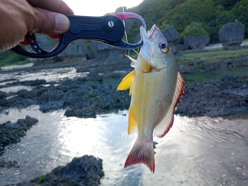 オキフエダイの釣果