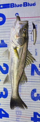 シーバスの釣果