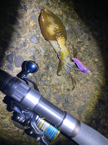 越前海岸