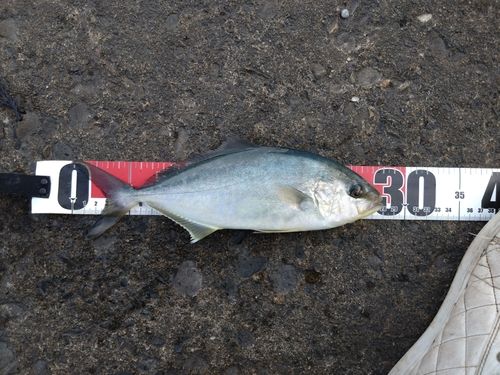 カンパチの釣果