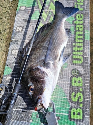 チヌの釣果
