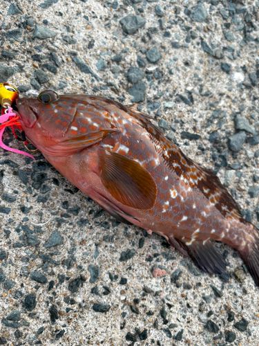アコウの釣果