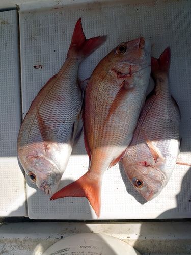 マダイの釣果