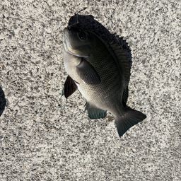 アジ