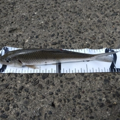 ニゴイの釣果