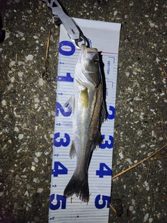 スズキの釣果