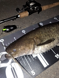 ナマズの釣果