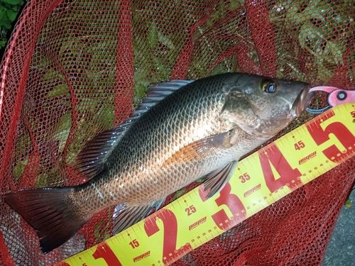 マングローブジャックの釣果