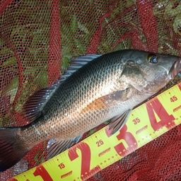 マングローブジャック