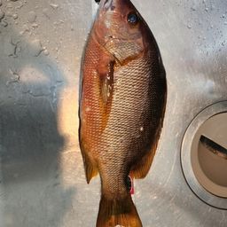 シブダイ