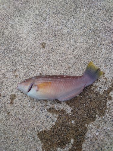 ベラの釣果