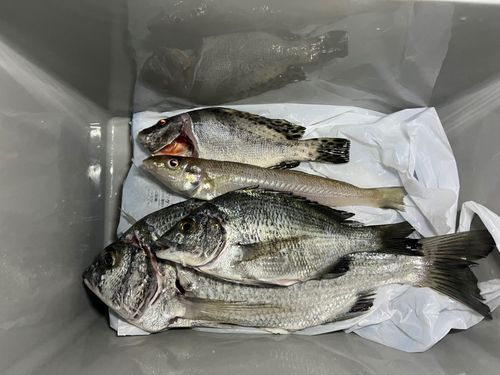 チヌの釣果