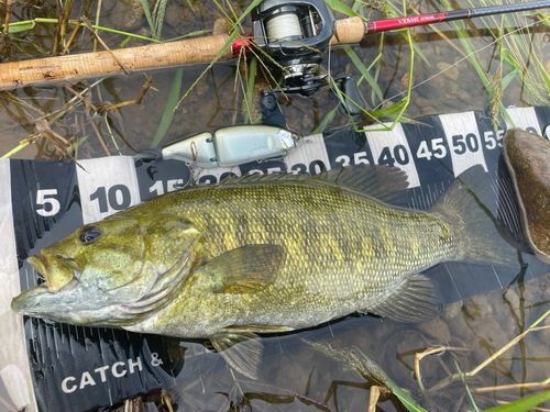 スモールマウスバスの釣果