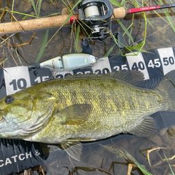 スモールマウスバス