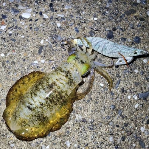 アオリイカの釣果