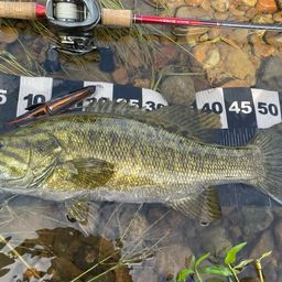 スモールマウスバス