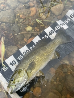 スモールマウスバスの釣果