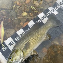 スモールマウスバス