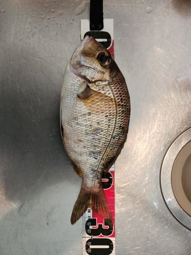 メイチダイの釣果