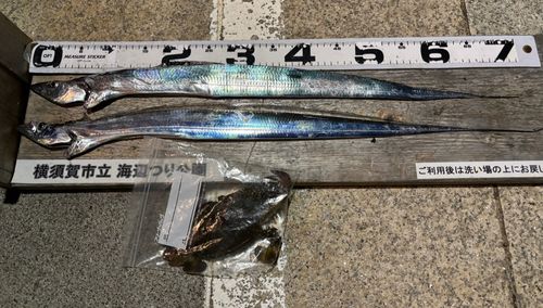 タチウオの釣果