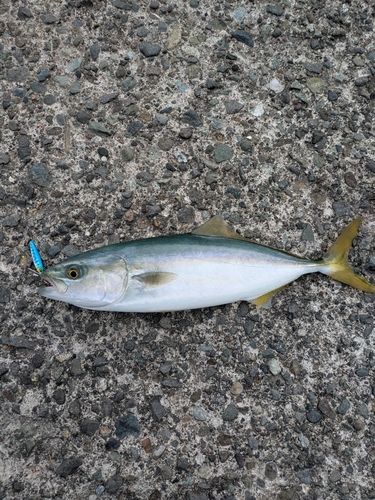 ワカシの釣果