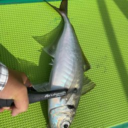 タチウオ