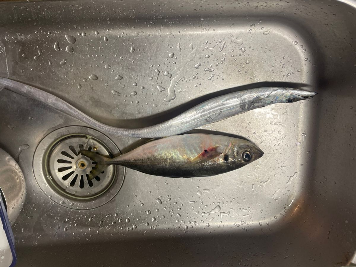 マイペースなアングラーさんの釣果 2枚目の画像