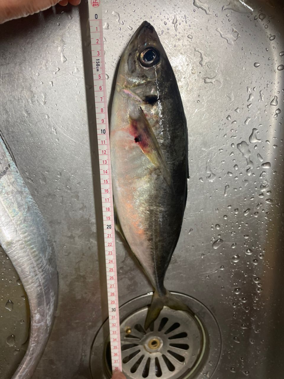 マイペースなアングラーさんの釣果 3枚目の画像