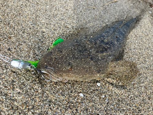 マゴチの釣果