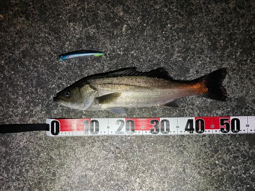 スズキの釣果