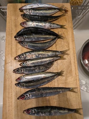 ウルメイワシの釣果