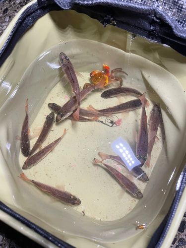 ネンブツダイの釣果