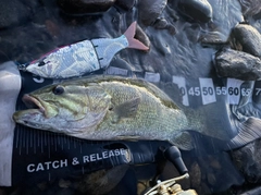 スモールマウスバスの釣果