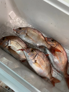 マダイの釣果