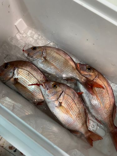 マダイの釣果