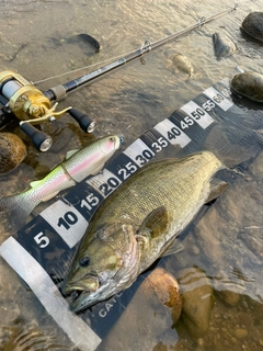 スモールマウスバスの釣果