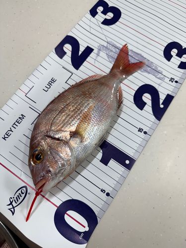 マダイの釣果