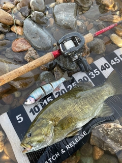 スモールマウスバスの釣果
