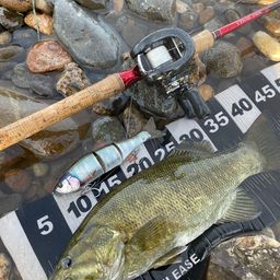 スモールマウスバス