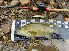 スモールマウスバスの釣果