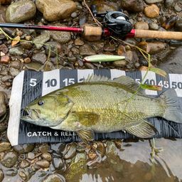 スモールマウスバス