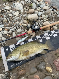 スモールマウスバスの釣果