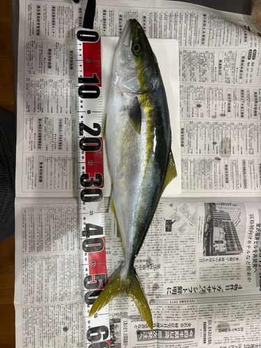 ハマチの釣果