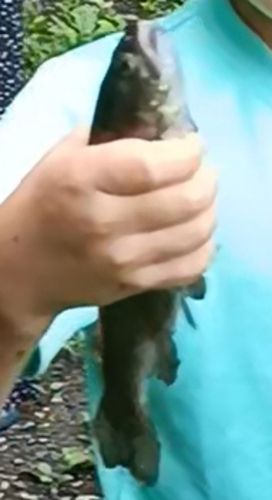 ニジマスの釣果