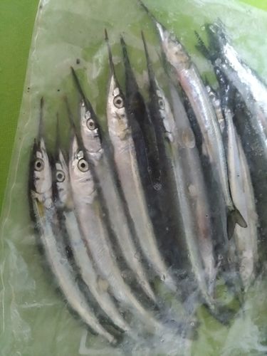 サヨリの釣果